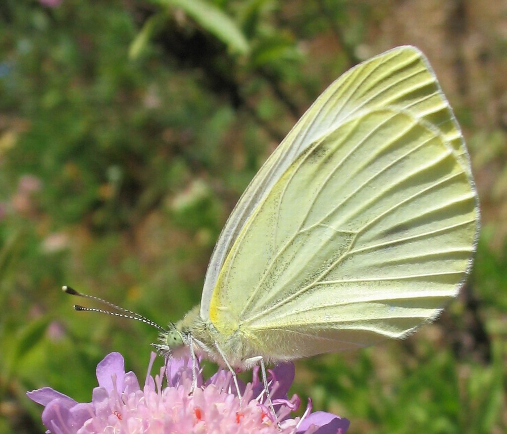 Pieris napi?